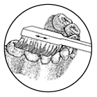 chewing surfaces