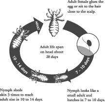 Image displaying life cycle