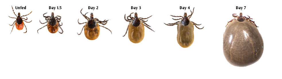 Growth Blacklegged