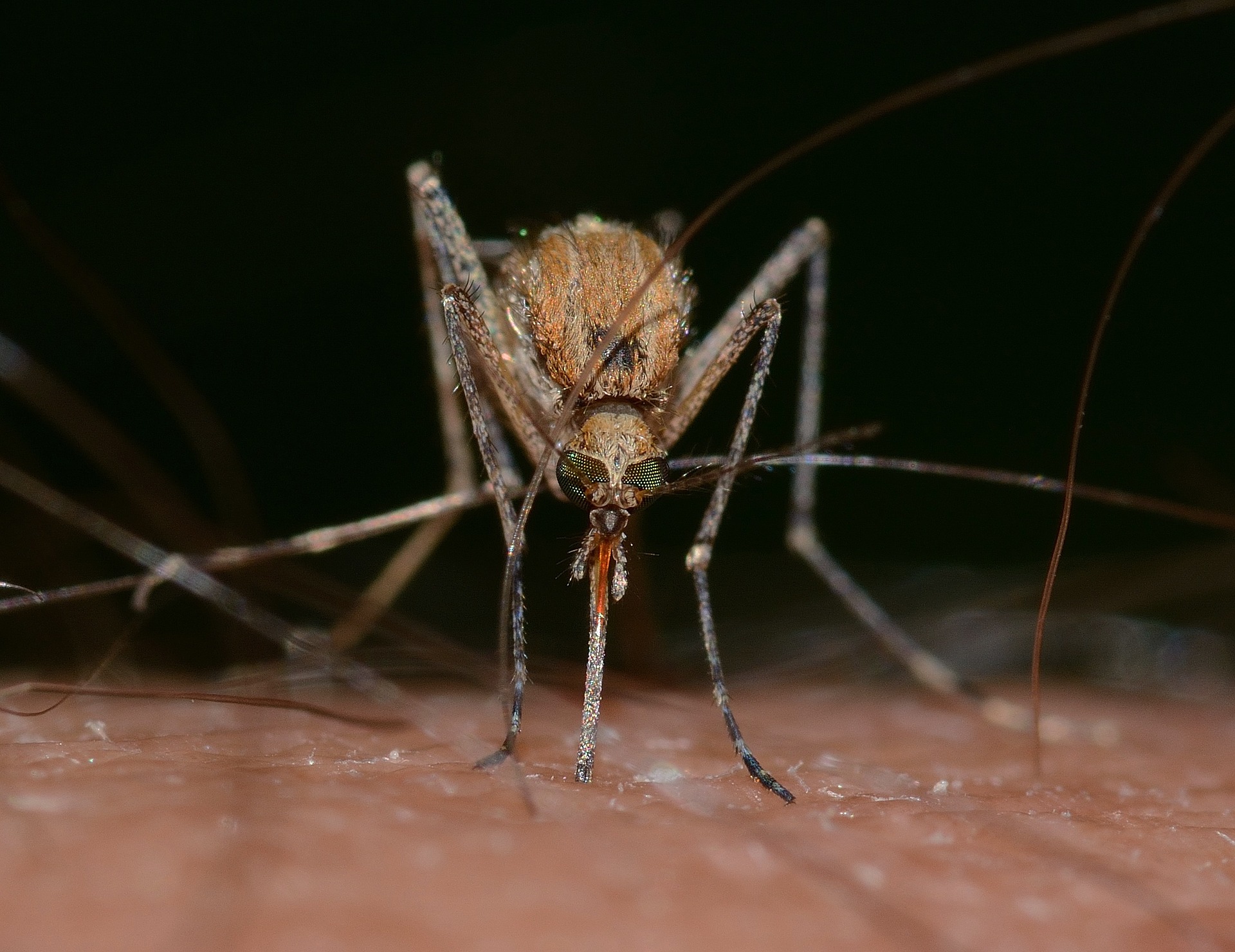 Mosquito An image of a mosquito.