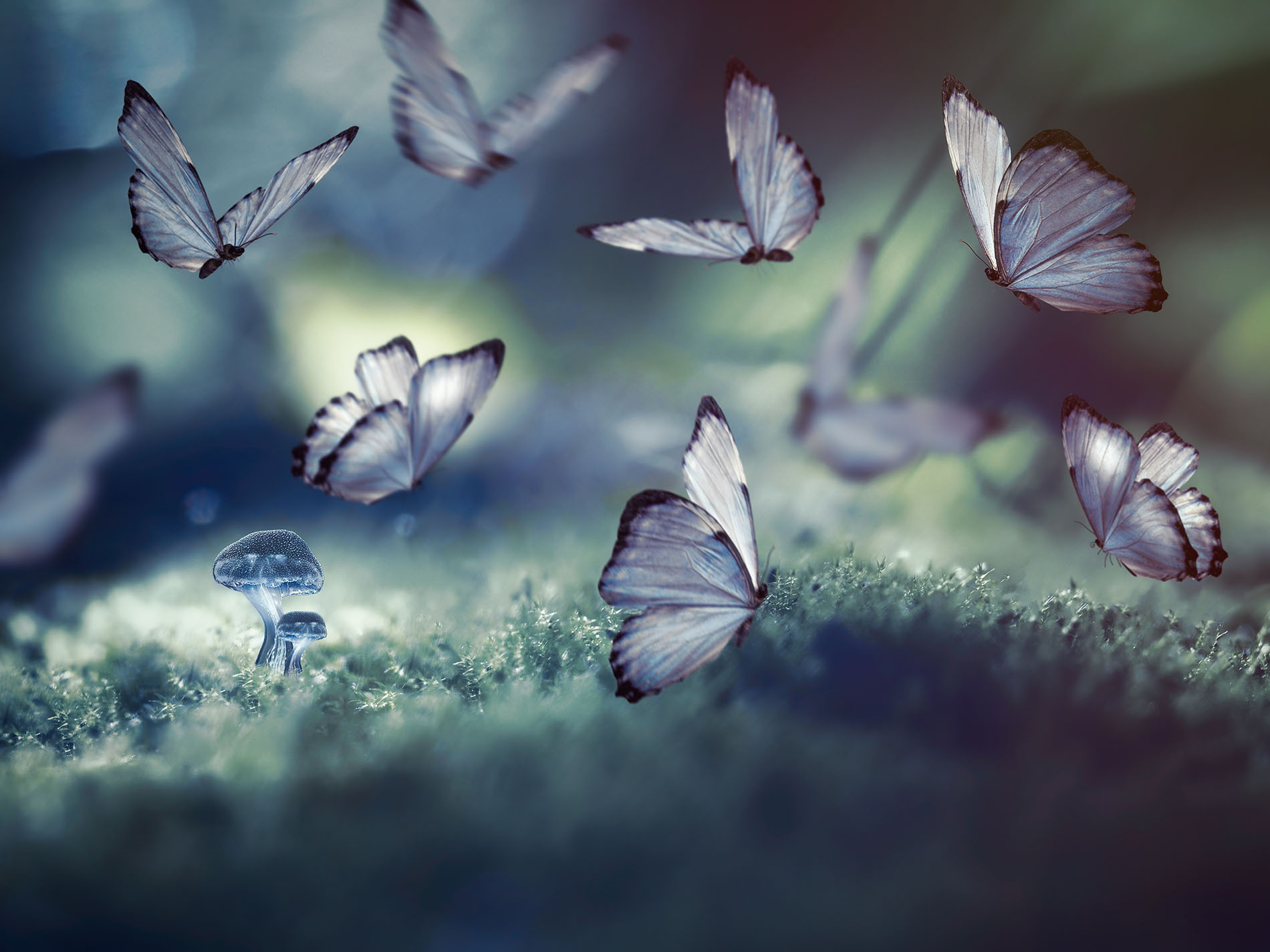 image of butterflies