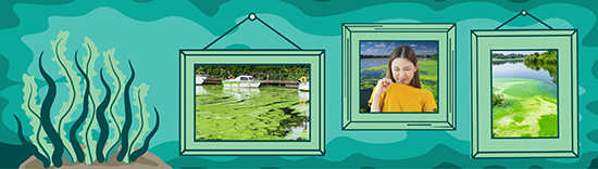 blue green algae
