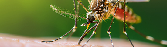 mosquito bite