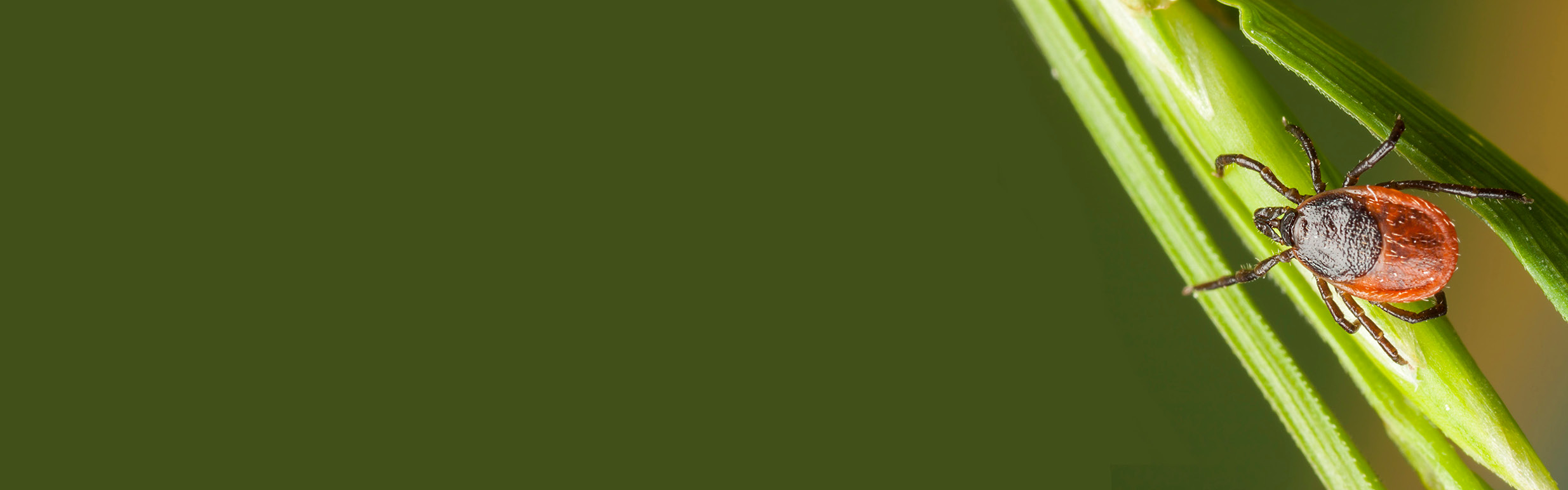 Ticks