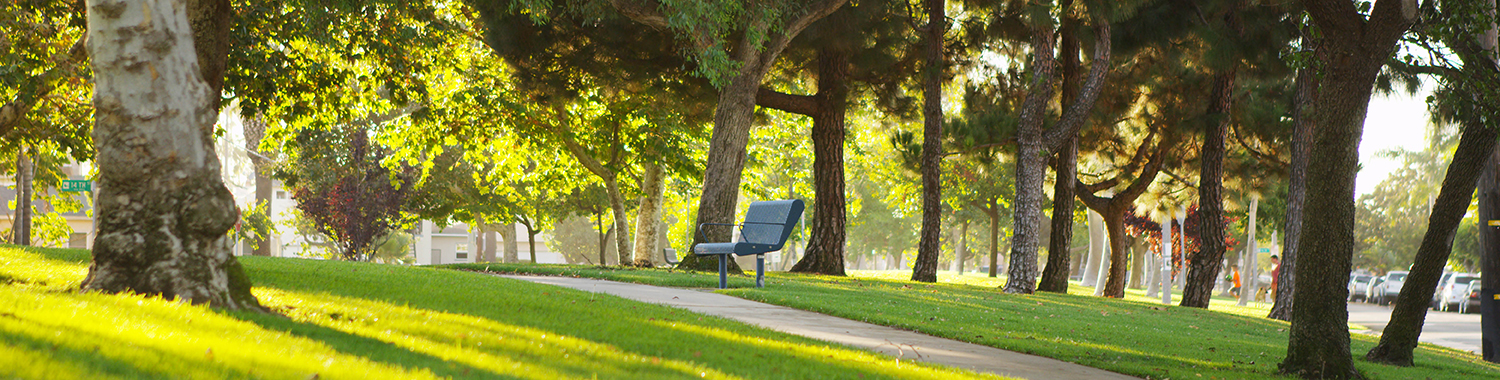 community park with a bench and trees